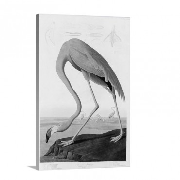 American Flamingo By John James Audubon Wall Art - Canvas - Gallery Wrap