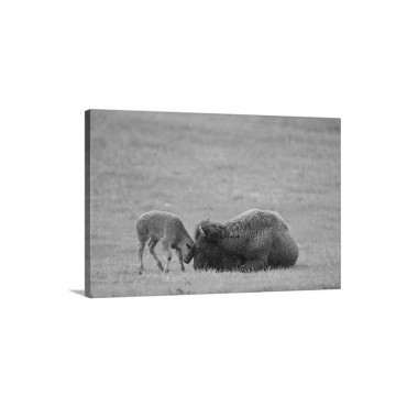 American Bison Calf Playfully Butts Heads With Mother Yellowstone National Park Wyoming Wall Art - Canvas - Gallery Wrap