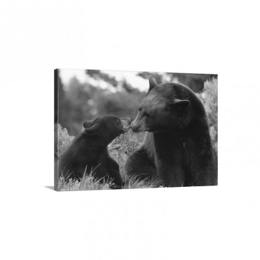 American Black Bear And Cub Yellowstone National Park Wyoming Wall Art - Canvas - Gallery Wrap