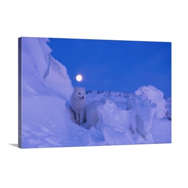 An Arctic Fox Under A Full Moon On A February Morning Manitoba Canada Wall Art - Canvas - Gallery Wrap