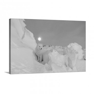 An Arctic Fox Under A Full Moon On A February Morning Manitoba Canada Wall Art - Canvas - Gallery Wrap