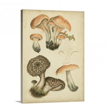 Antique Mushrooms I Wall Art - Canvas - Gallery Wrap