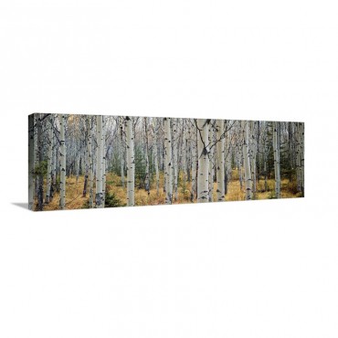 Aspen Trees In A Forest Alberta Canada Wall Art - Canvas - Gallery Wrap
