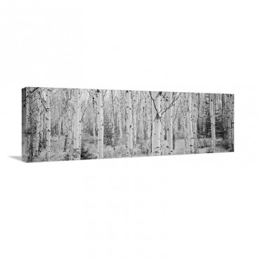 Aspen Trees In A Forest Alberta Canada Wall Art - Canvas - Gallery Wrap