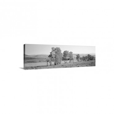 Aspen Trees In A Row On A Landscape Lamar Valley Yellowstone National Park Wyoming Wall Art - Canvas - Gallery Wrap