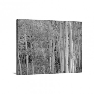 Aspens At Independence Pass Colorado Wall Art - Canvas - Gallery Wrap