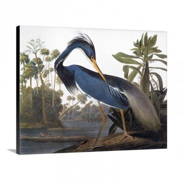 Audubon Heron Wall Art - Canvas - Gallery Wrap