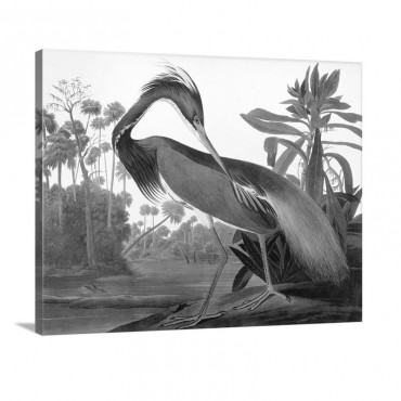 Audubon Heron Wall Art - Canvas - Gallery Wrap