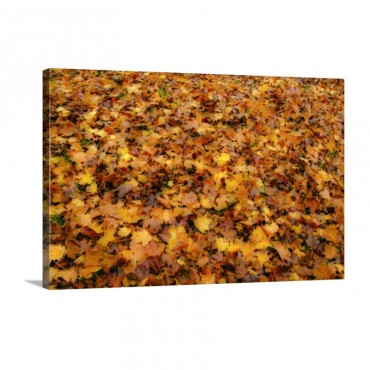 Autumn Carpet Wall Art - Canvas - Gsallery Wrap