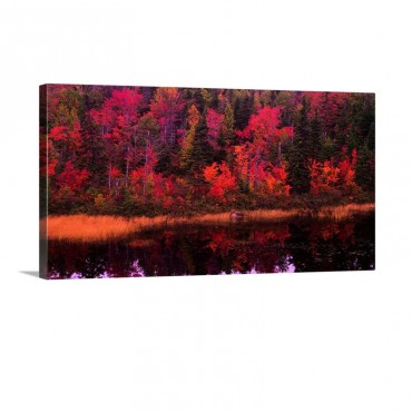 Autumn Forest Newfoundland Canada Wall Art - Canvas - Gallery Wrap