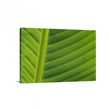 Banana Musa Sp Close Up Of Leaf With Water Droplets Rwanda Wall Art - Canvas - Gallery Wrap