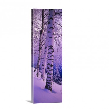 Birch Trees At The Frozen Riverside Vuoksi River Imatra Finland Wall Art - Canvas - Gallery Wrap