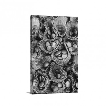 Bird's Nest Fungus Showing Spores That Are Dispersed By Rain Drops Borneo Malaysia Wall Art - Canvas - Gallery Wrap