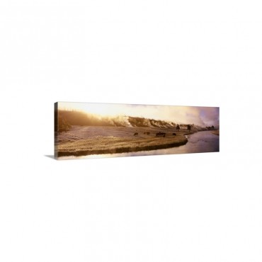 Bison Firehole River Yellowstone National Park WY Wall Art - Canvas - Gallery Wrap