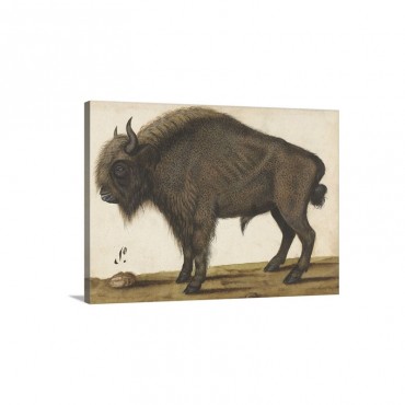 Bison By An Anonymous Artist 1560 85 Dutch Drawing Ink Paper Wall Art - Canvas - Gallery Wrap
