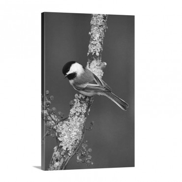 Black Capped Chickadee Bird On Tree Branch With Berries Michigan Wall Art - Canvas - Gallery Wrap