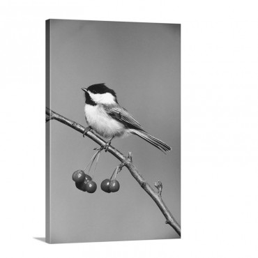 Black Capped Chickadee Bird Perching On Branch With Cherries Michigan Wall Art - Canvas - Galldery Wrap