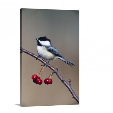 Black Capped Chickadee Bird Perching On Branch With Cherries Michigan Wall Art - Canvas - Galldery Wrap