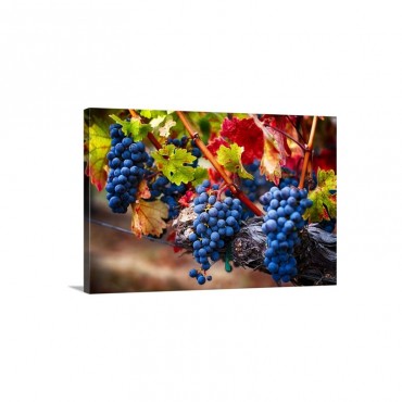 Blue Grapes On The Vine I V Wall Art - Canvas - Gallery Wrap