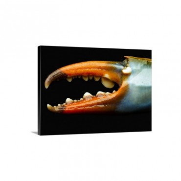 Blue Crab Claw Detail Wall Art - Canvas - Gallery Wrap