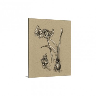 Botanical Sketch Black And White I V Wall Art - Canvas - Gallery Wrap