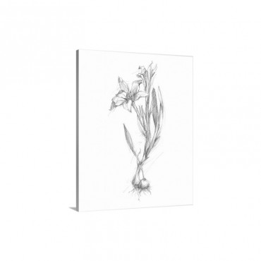 Botanical Sketch I Wall Art - Canvas - Gallery Wrap