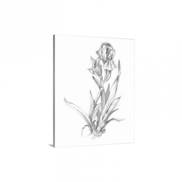 Botanical Sketch V I Wall Art - Canvas - Gallery Wrap