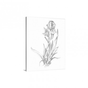 Botanical Sketch V I Wall Art - Canvas - Gallery Wrap