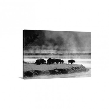 Buffalos In Yellowstone National Park WY Wall Art - Canvas - Gallery Wrap
