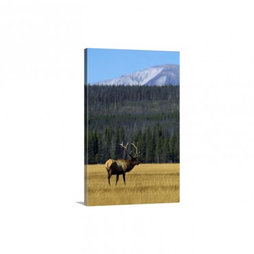Bull Elk In Grass Wall Art - Canvas - Gallery Wrap