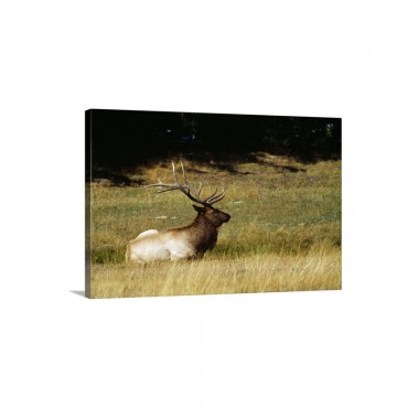 Bull Elk Lying In Meadow Profile Yellowstone National Park Wyoming Wall Art - Canvas - Gallery Wrap