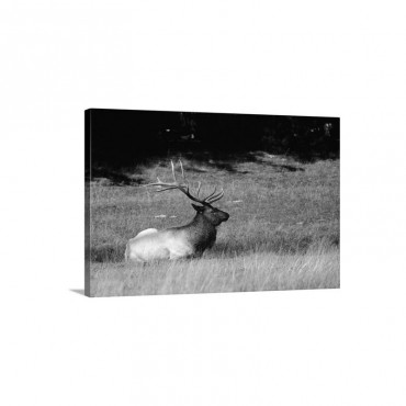 Bull Elk Lying In Meadow Profile Yellowstone National Park Wyoming Wall Art - Canvas - Gallery Wrap