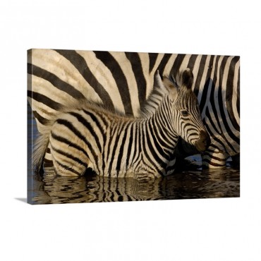 Burchells Zebra Africa Wall Art - Canvas - Gallery Wrap