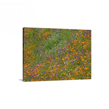 California Poppy And Desert Bluebell Carpeting A Spring Hillside California Wall Art - Canvas - Gallery Wrap