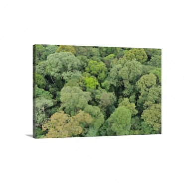 Canopy Of lowland Mixed Dipterocarp Forest Lambir Hills National Park Borneo Malaysia Wall Art - Canvas - Gallery Wrap