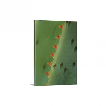 Cape Aloe spines Wall Art - Canvas - Gallery Wrap