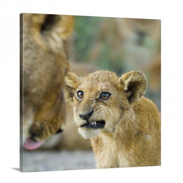 Close Up Of A Lion Cub Ngorongoro Conservation Area Arusha Region Tanzania Panthera Leo Wall Art - Canvas - Gallery Wrap