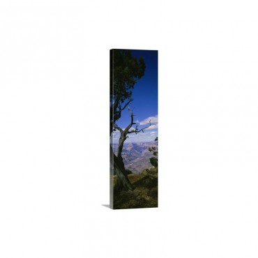Close Up Of A Tree At The Edge Of A Canyon Grand Canyon National Park Arizona Wall Art - Canvas - Gallery Wrap