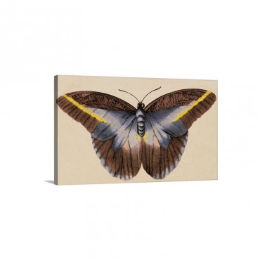Colorful Butterfly Wall Art - Canvas - Gallery Wrap