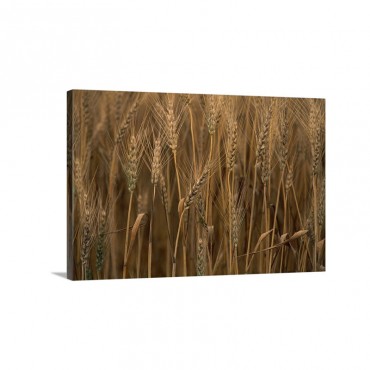 Commercial Hybrid Wheat Triticum Aestivum X Hybrid Cultivated Sauvie Island Oregon Wall Art - Canvas - Gallery Wrap