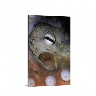 Common Octopus Close Up Of Eye Siphon And Suction Cups On Tentacle Europe Wall Art - Canvas - Gallery Wrap