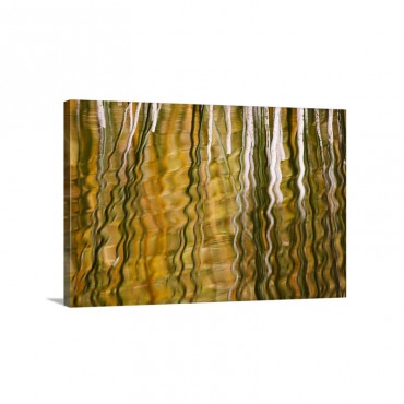 Common Reed Reflecting In Water Switzerland Wall Art - Canvas - Gallery Wrap