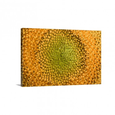Common Sunflower Close Up Showing Anthers Covered With Pollen Bourgogne France Wall Art - Canvas - Gallery Wrap