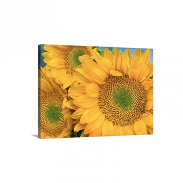 Common Sunflower Helianthus Annuus Group Showing Symmetrical Seed Heads North America Wall Art - Canvas - Gallery Wrap