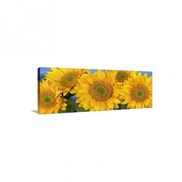 Common Sunflower Group Showing Symmetrical Seed Heads North America Wall Art - Canvas - Gallery Wrap