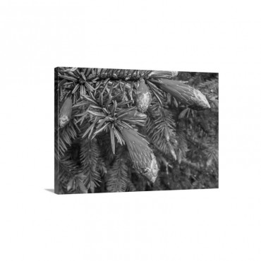 Conifer Needles Emerging Alaska Wall Art - Canvas - Gallery Wrap