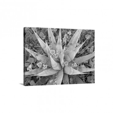 Desert Bluebell Campanula Rotundifolia And Agave Agave Sp North America Wall Art - Canvas - Gallery Wrap