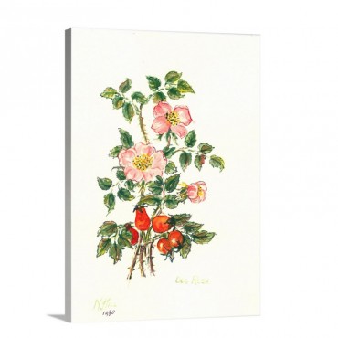 Dog Rose 1980 Wall Art - Canvas - Gallery Wrap