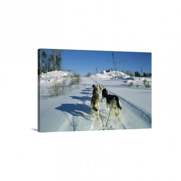 Dog Team Drawing Sledge Quebec Canada North America Wall Art - Canvas - Gallery Wrap