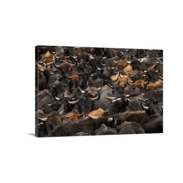 Domestic Cattle Being Herded By Chagra Cowboys At A Hacienda Wall Art - Canvas - Gallery Wrap